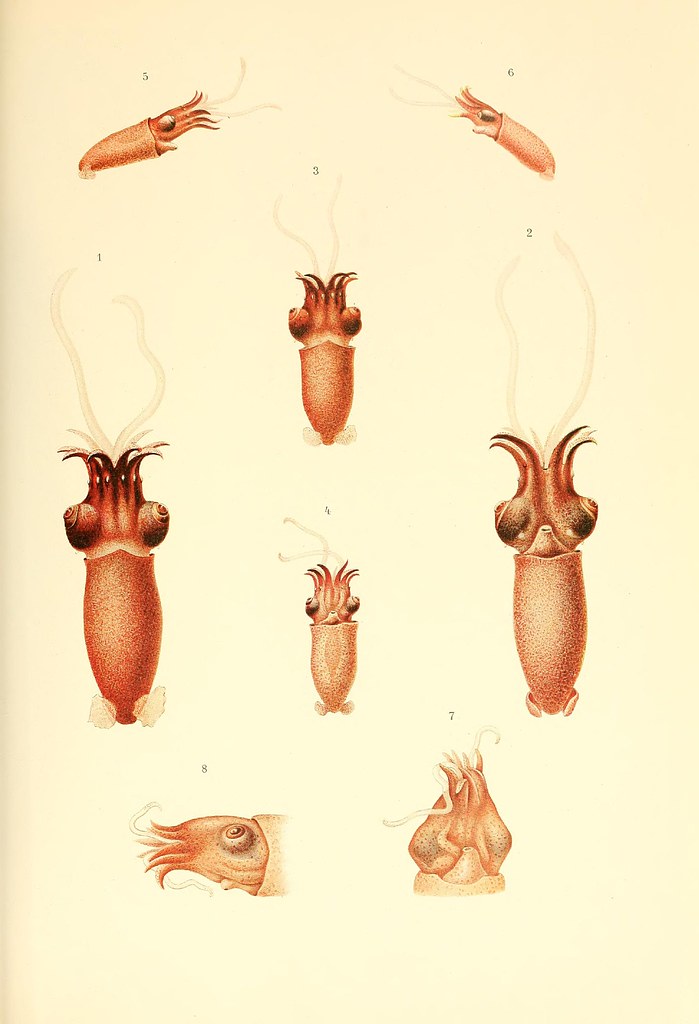 Benthoteuthis megalops Verrill (Bathyteuthis abyssicola Hoyle)