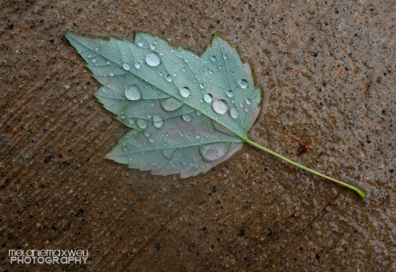 062710_Wet Leaf_MRM
