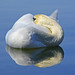 Swan - Still and Reflection