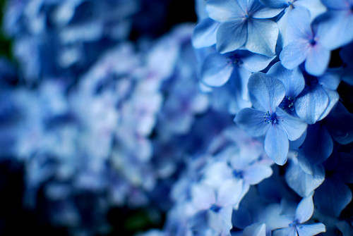 フリー写真素材|花・植物|アジサイ科|紫陽花・アジサイ|青色の花|