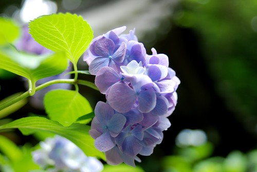 紫陽花　漢字で書くと最も美しい花のひとつ