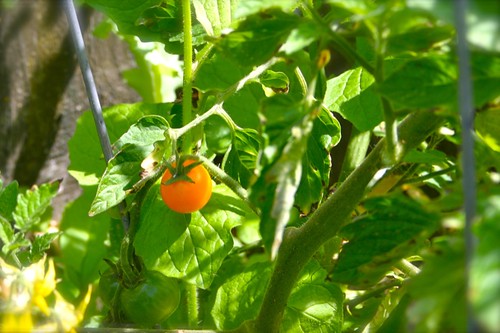 Second tomato of the season