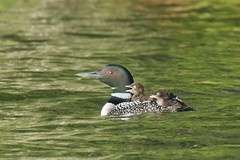 Baby Loons!