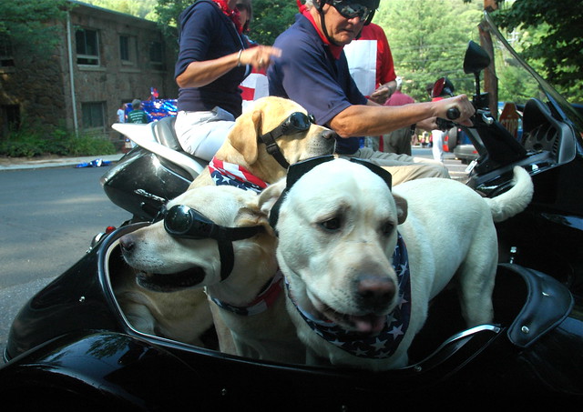 Sidecar dogs