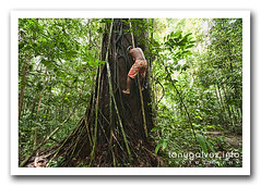 Floresta Nacional do Tapajós, Amazon, Brazil