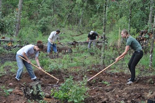 Permaculture gardens in the forest