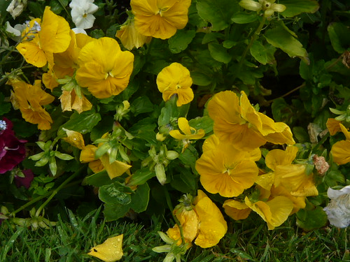 Yellow Violas