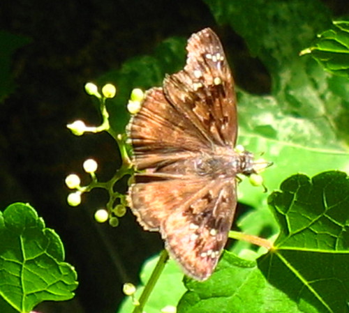 misc blg moth IMG_1780