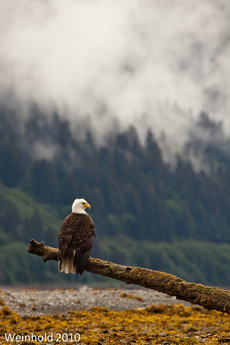 Bald Eagle, Juneau, AK