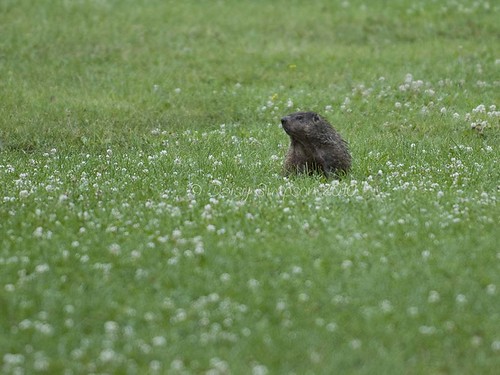 groundhog2