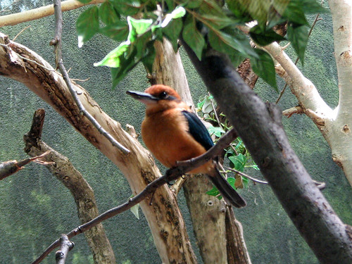 Guam Micronesian Kingfisher