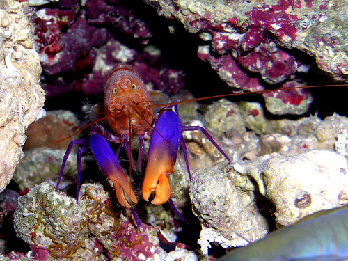  purple lobster * DSCN5366