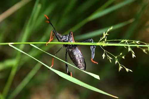 BlackRedLeafFooted Bug