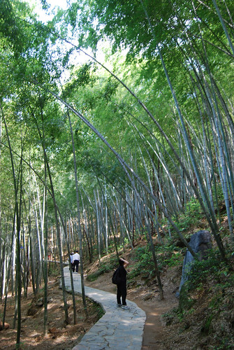 k66 - Trail through the Bamboo