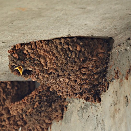 Baby Cliff Swallow