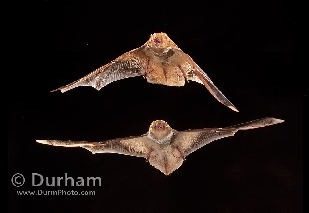 male and female eastern red bat 