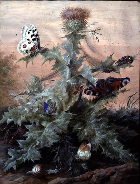 insects around a thistle..