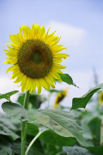 Sunflower#2