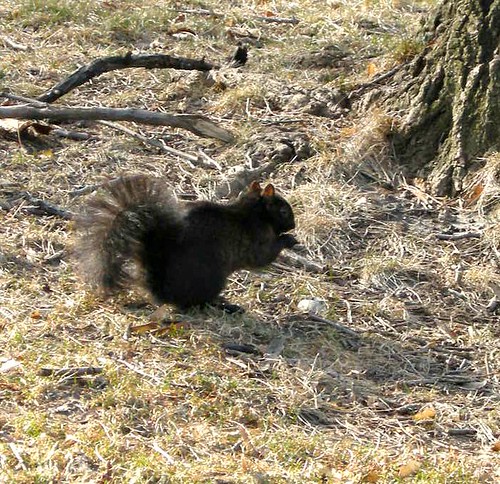 black squirrel February 2010