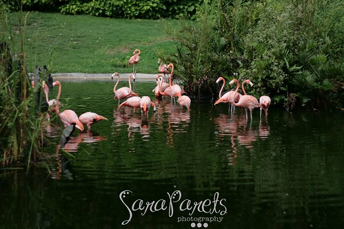Flamingos at Jungle Island