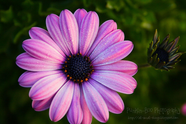 purple flower marked
