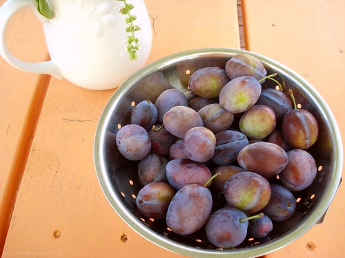 the plum harvest