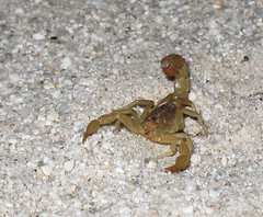 Scorpion by xoque, on Flickr