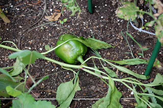 green pepper tragedy
