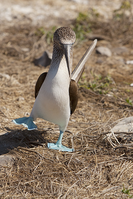 blue-footed booby dance