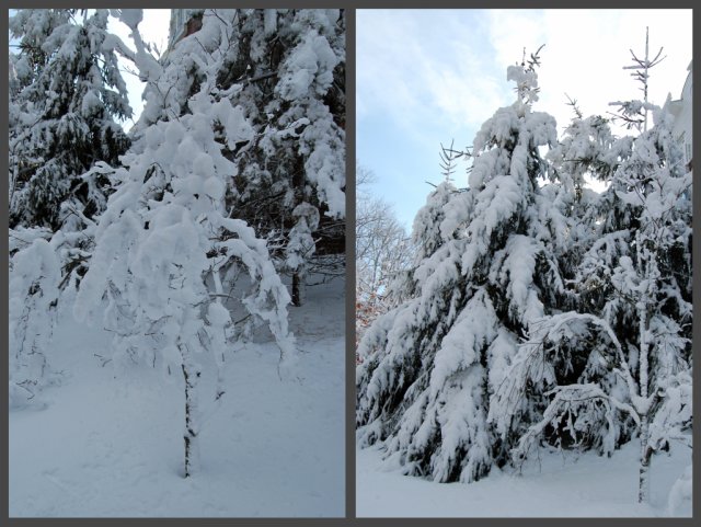 Snow-laden trees collage