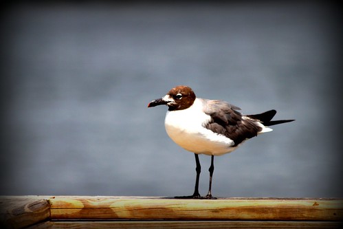 Bird on Pier