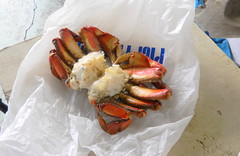 Fresh Dungeness Crab