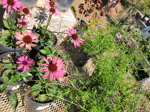Echinacea "Little Magnus" and Verbena