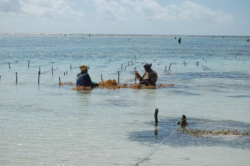 Seaweed farm at Zanzibar