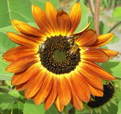 Red Sunflower with bonus honeybee