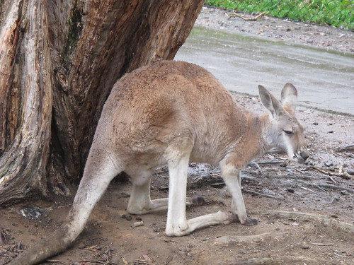 Wildlife Currumbin Sanctuary, Gold Coast Australia