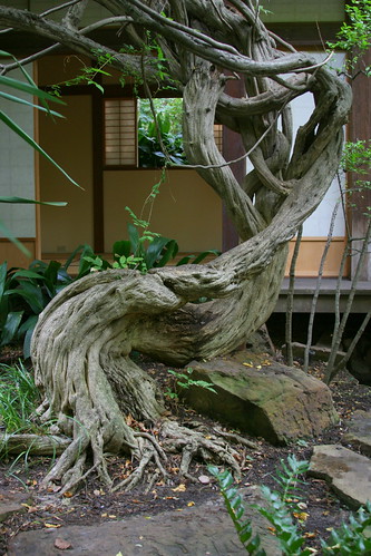 japanese garden ancient wisteria