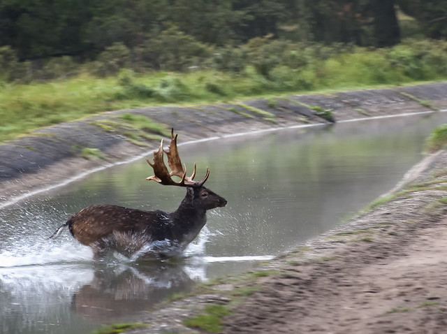 How did a deer cross the stream?