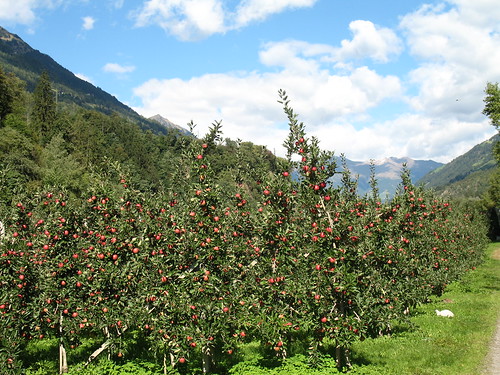 Eine Apfelanlage bei Riffian mit Blick auf den Talschluss vom Passeiertal 