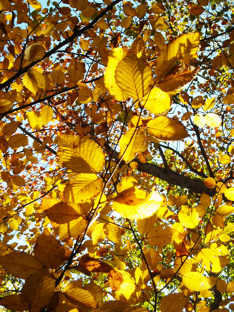 golden leaves 2