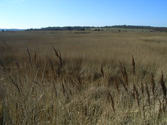 view-across-reeds-at-minsmere