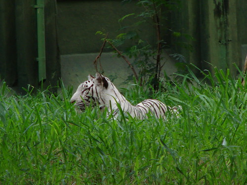White tiger at Mysore Zoo
