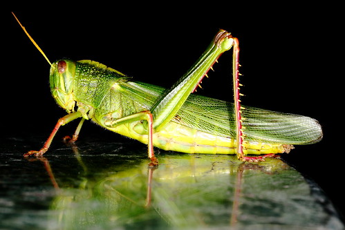 Grasshopper on a stone table
