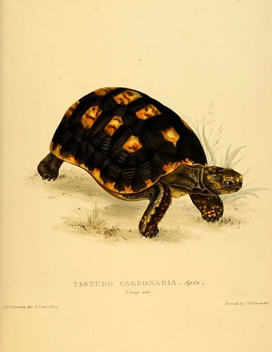 002-Testudo Carbonaria Spix-Tortoises terrapins and turtles..1872-James Sowerby