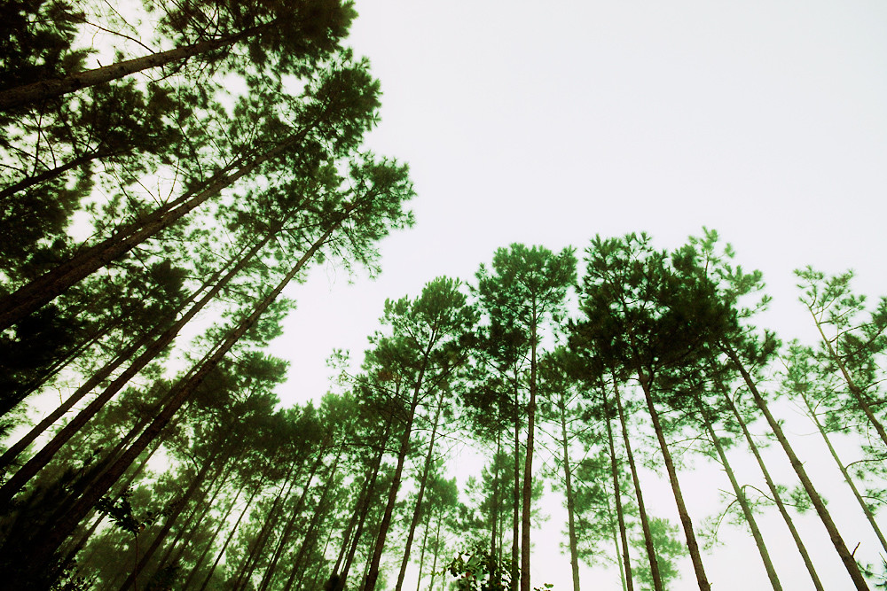 364/365 - Wide Angle Pines