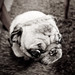Behold The Pug Long Live The Pug