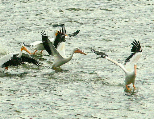 American White Pelicans 2-20101024