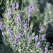 springs of lavender