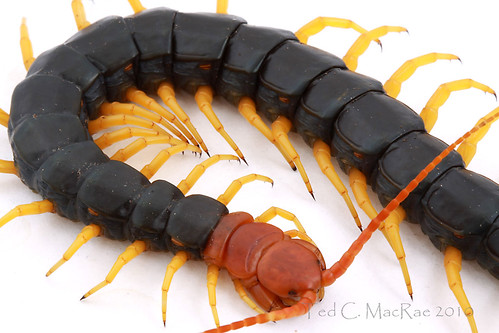 Scolopendra heros (giant desert centipede)