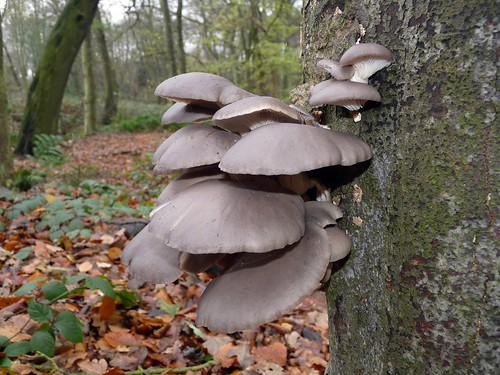 23693 - Oyster Mushroom, Leeds